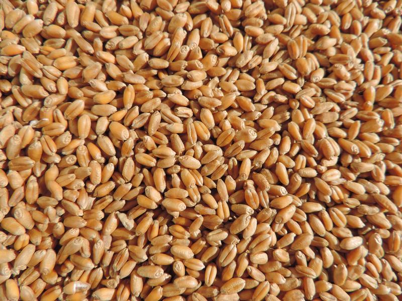 Hilliard Wheat Seed